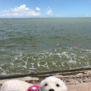 Meet your Posher, Amelia